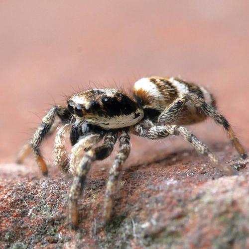 Réf. 270 987 : Salticus scenicus